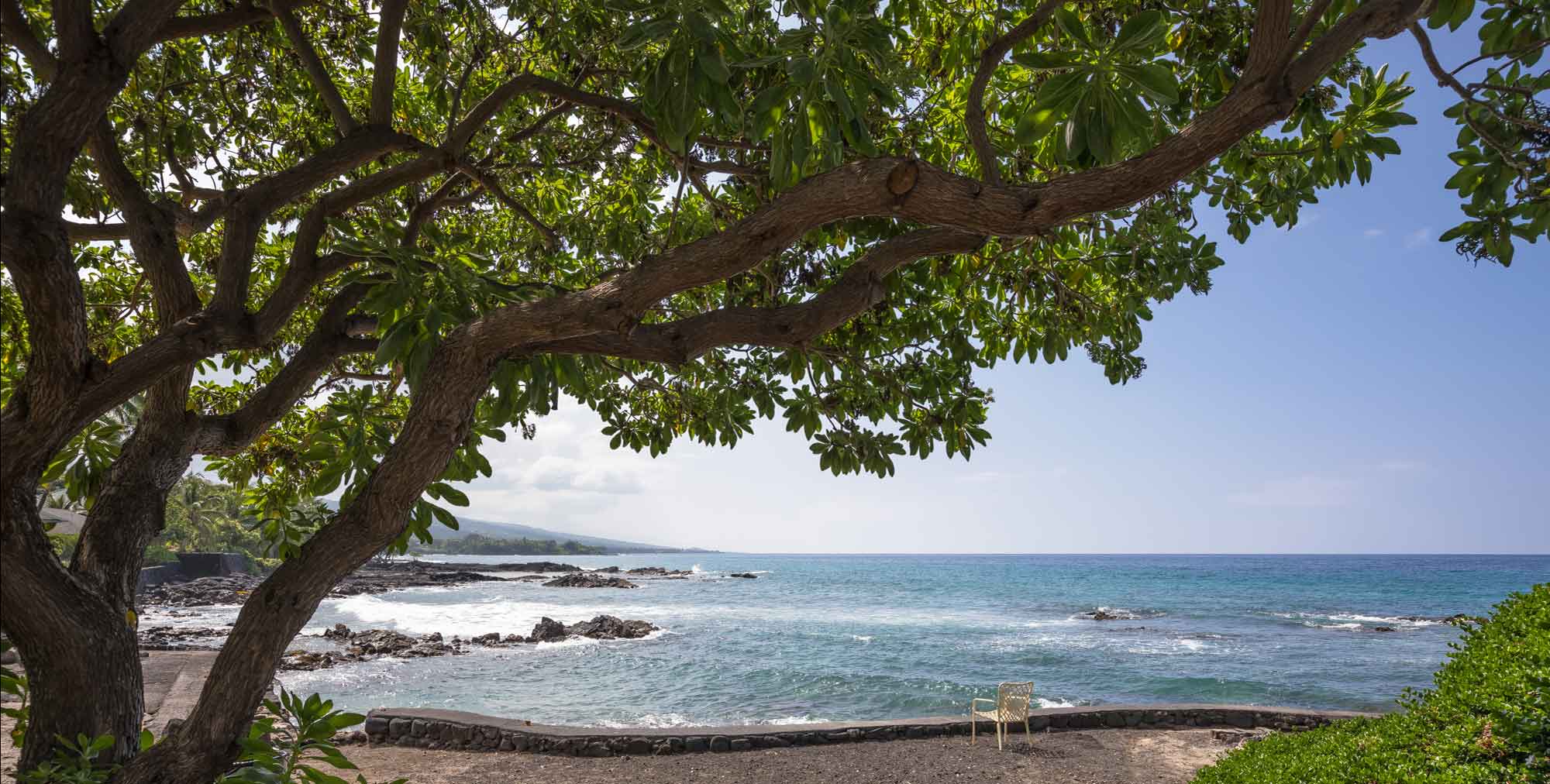 Big Island Tree Banner