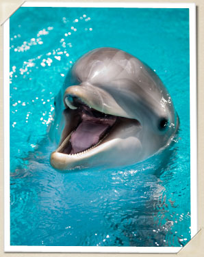 Dolphin